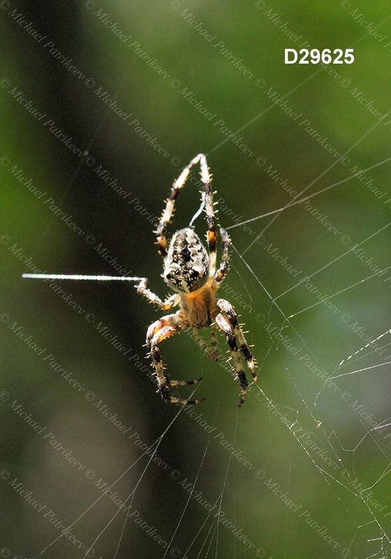 Araneus nordmanni